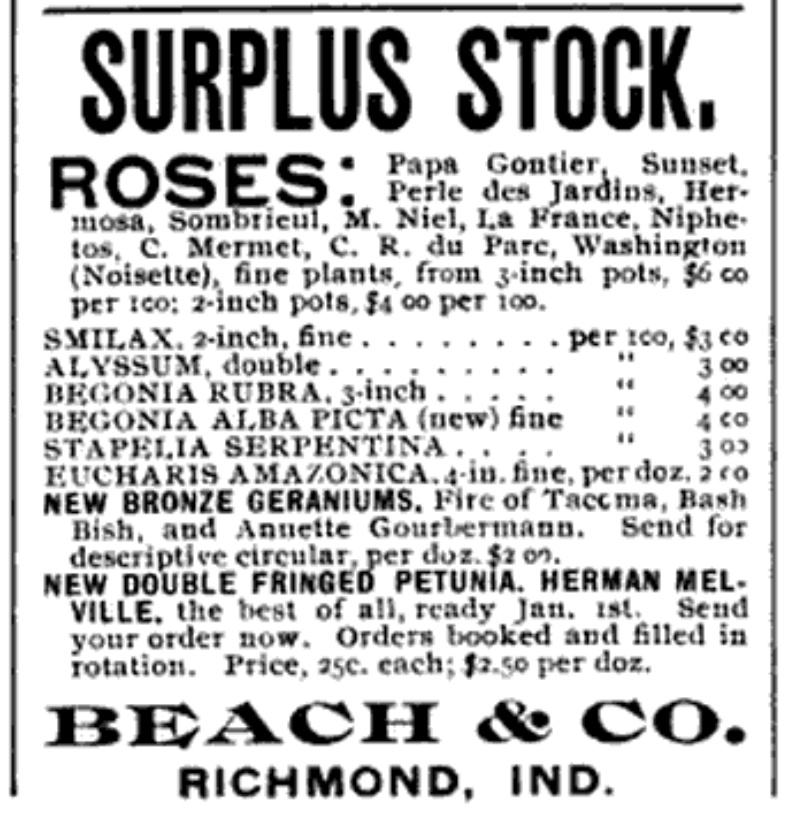 Surplus stock. Roses: Papa Gontier, Sunset, Perle des Jardins, Hermosa, Sombrieul, M. Niel, La France, Niphertos, C. Mermet, C. R. du Pare, Washington (Noisette), fine plants, from 3-inch pots, $6 00 per 100; 2-inch pots, $4 00 per 100. Smilax, 2-inch, fine per 100, $3 00 Alyssum, double [per 100] 3 00 Begonia Rubra, 3-inch  [per 100]  4 00 Begonia Alba Picta (new) fine  [per 100] 4 00 Staphelia Serpentina  [per 100]  3 00 Eucharis Amazonica, 4-in, fine, per doz 2 00 New Bronze Geraniums, Fire of Tacoma, Bash Bish, and Annette Gourbermann.  Send for descriptive circular, per doz. $2 00. New double fringed petenia, Herman Melville, the best of all, ready Jan. 1st.  Send your order now.  Orders booked and filled in rotation.  Price, 25c. each; $2.50 per doz. Beach & Co. Richmond, Ind.